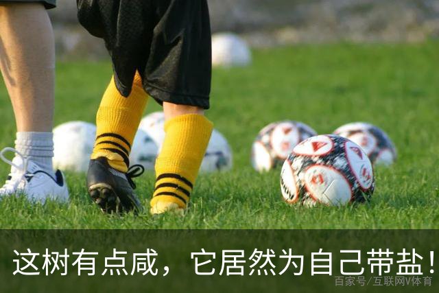 这树有点咸,它居然为自己带盐!古人没盐了就找这种树救急!